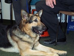 hund3.jpg (14550 Byte)