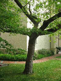 baum1.JPG (32924 Byte)