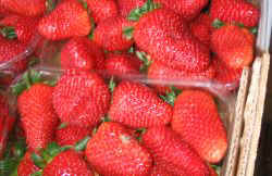 obst_erdbeeren.jpg (22673 Byte)