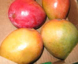 obst_mangos.jpg (16839 Byte)