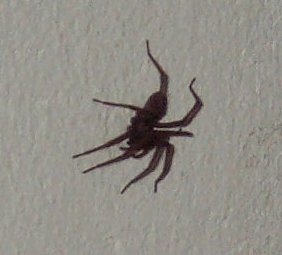 spinne.jpg (12009 Byte)