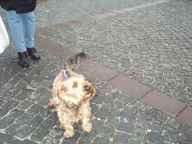 hund.jpg (40176 Byte)