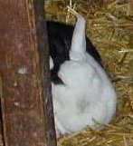 kinderfarm06.jpg (7448 Byte)