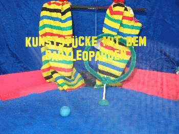 babyleopard.gif (8306408 Byte)