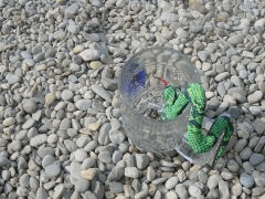 echsen.gif (365728 Byte)
